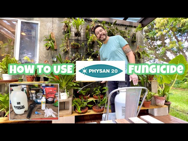 Physan 20 fungicide tutorial for your orchids, plus educational tips for healthier growing.