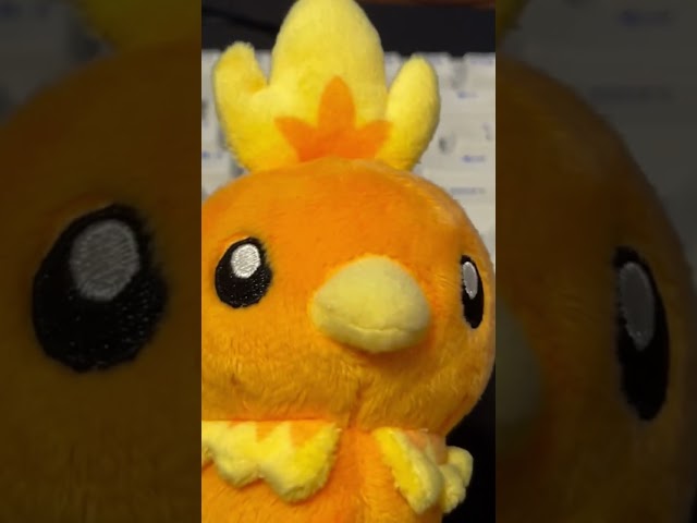 Let’s Torchic choice his Pokéball.(open CCsubtitles)