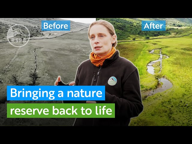 Helping nature to restore itself - Bringing a river back to life at RSPB Geltsdale | RSPB