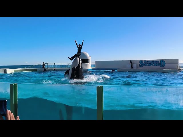 Killer Whale Show Kamogawa Sea World - Japan Trip