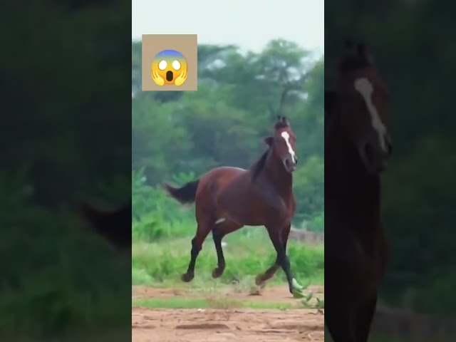 #indianhorses The Indian horse 🐎/trending horse media/black and white horse running training🏇