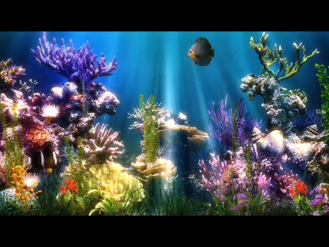 Free No Copyright Relaxing Coral Reef Fish Plants Aquarium with Ambient Background Sound Effect