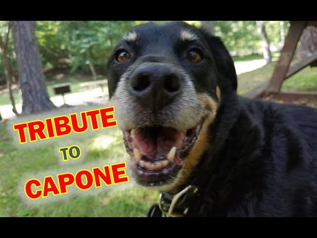 Tribute to Capone 1 Year After His Passing