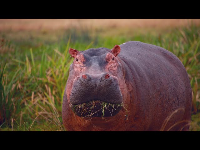 HERBIVOROUS & OMNIVOROUS ANIMALS ~ NAMES AND SOUNDS ~ OMNIVOROUS ANIMALS VIDEO