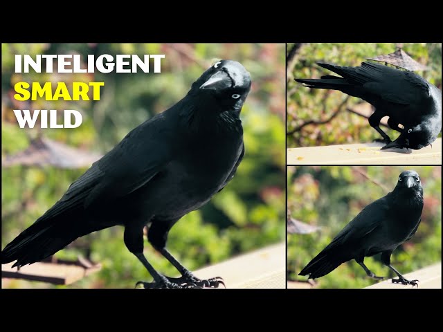 Mind Blowing Intelligence of Ravens and Crows | Smart Birds Science