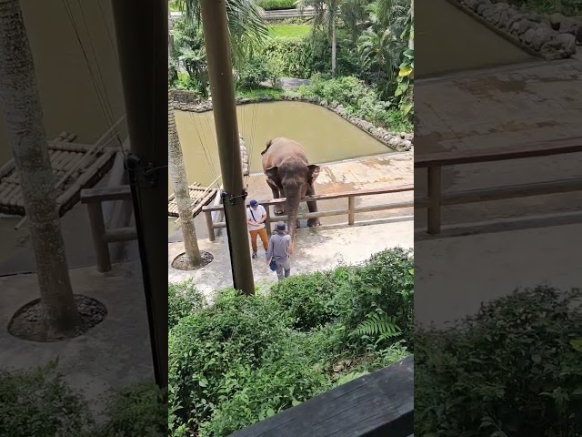 Wow ada gajah di atas kolam #trending #animals #zoo #aathachannel #travel #binatang #shorts