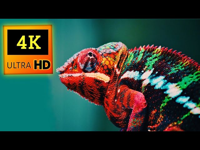 Chameleon 4K ULTRA HD HDR VIDEO 2160P 60FPS #8K #4K