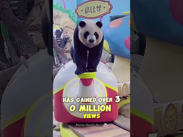 Millions are obsessed with this panda's playful antics. Here is why!