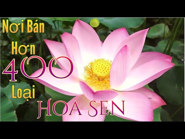 Nơi Bán Hơn 400 Loại Hoa Sen Đẹp Trên Toàn Nước Mỹ.