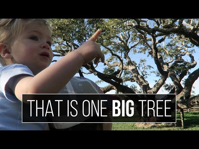 RV Life - Goose Island & the BIG Tree