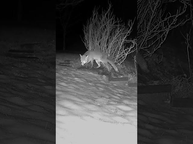 Fox walking on hard frozen snow #foxwatching #wildlife #wildfox