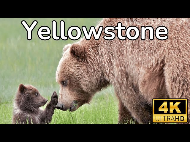 La Batalla Por La Supervivencia En El Corazón de YELLOWSTONE!