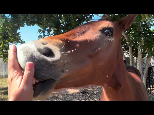 A Horse in My Backyard | What Do I Do?