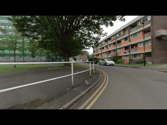 VR180° Pigeon with nice markings, Broom hall, Sheffield