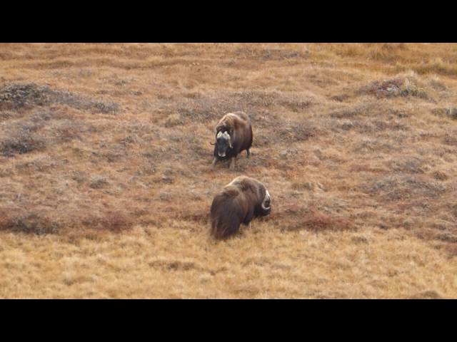 Rutting musk oxen