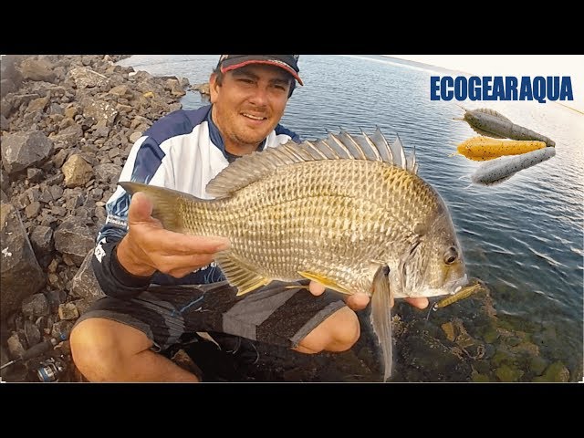 HOW TO FISH ECOGEAR AQUA BREAM PRAWNS | With Commentary.