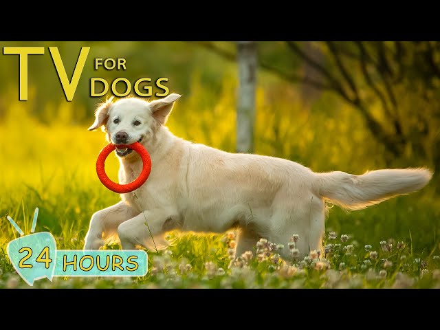 DOG TV: Collection Anxiety-Relieving Songs for Dogs to Listen in 24 Hours - Music for Dogs