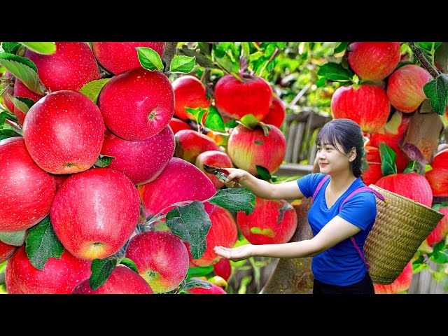 Harvest giant mutant sweet hybrid apples to sell - Unique traditional recipe make legends apple cake