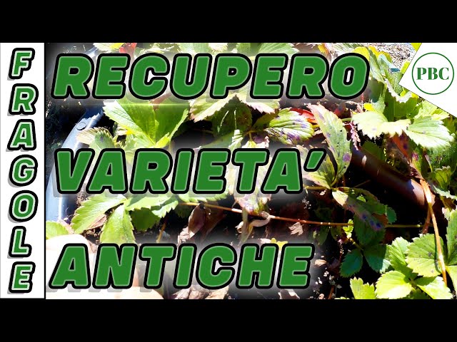 Fragoleto con varietà di fragole antiche resistenti recuperate in diversi anni da Francesco 130823