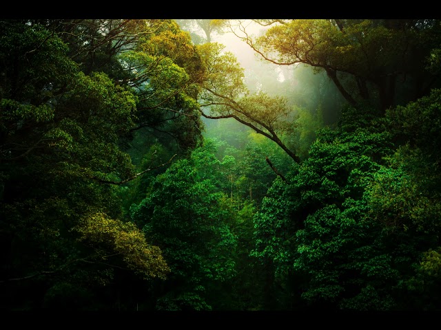 Nature Sounds Birds Singing Sound  Forest Sounds and Waterfall - Meditation - Relaxation