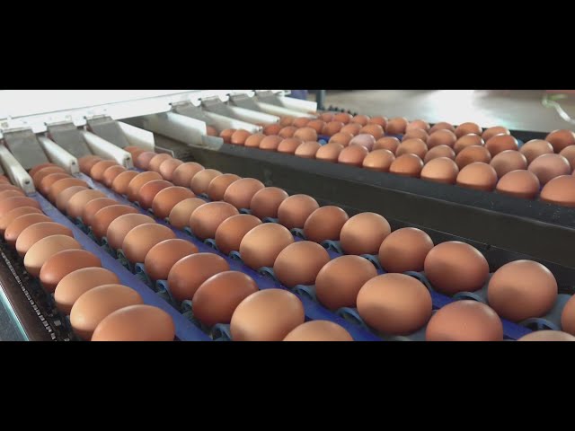 Egg prices reach record high with no end in sight