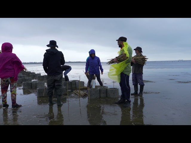 Altona mangroves planting project