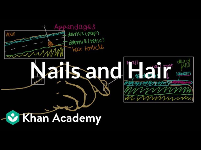 Where do our nails and hair come from? | Integumentary system physiology | NCLEX-RN | Khan Academy