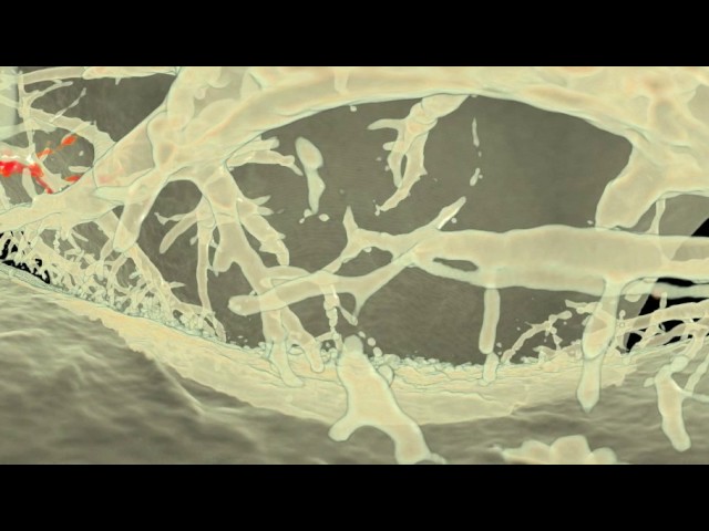 Liver - Volume visualisation