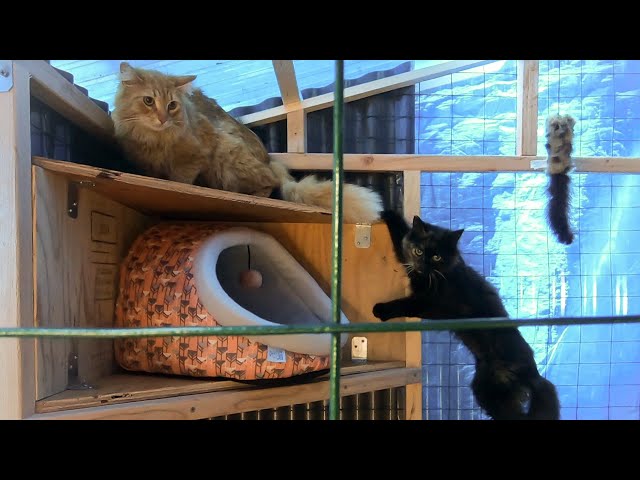 Rescue Cats for the Farm & Conversation about Feral Cats