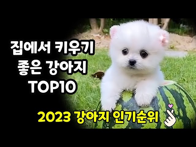 집에서 키우기 좋은 강아지 인기순위 TOP10 【2023, 가장 인기 많은 반려견 TOP10】