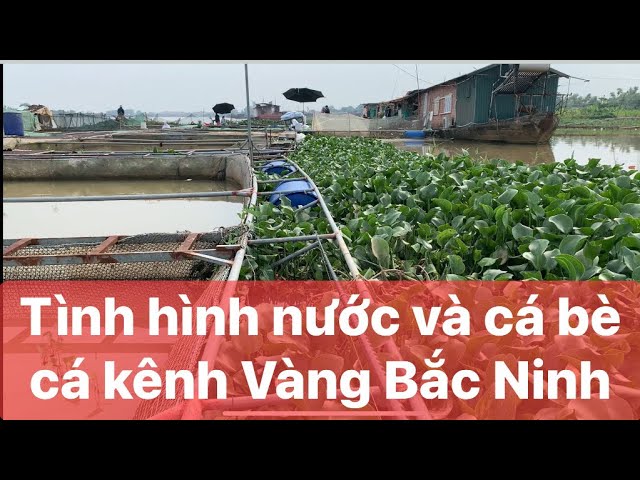 Du lịch bụi và câu cá đang phát trực tiếp!Tình hình nước và cá sông Thái Bình sau cắt lũ