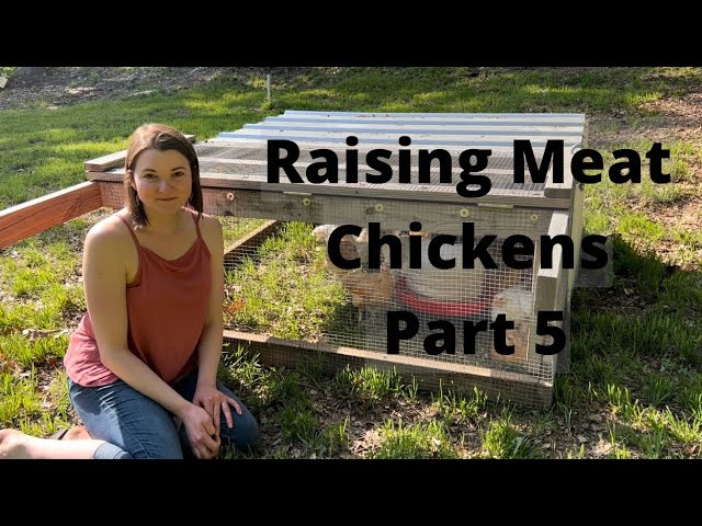 Raising Meat Chickens Part 5 | Free Ranging Cornish Cross and Buff Orpington Meat Chickens