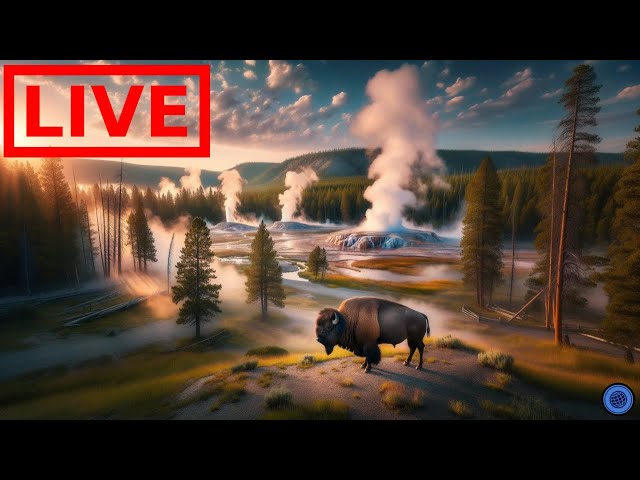 🌎 LIVE Yellowstone National Park | Old Faithful | Relaxing Music