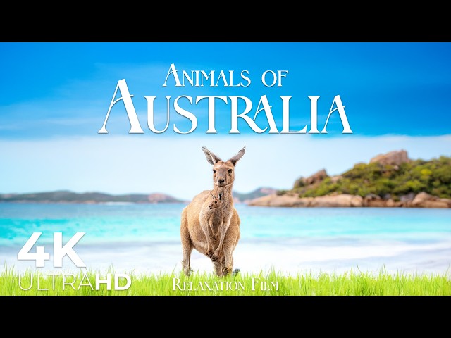 Animals of Australia 4K - Wildlife Relaxation Film with Peaceful Music - Video UltraHD