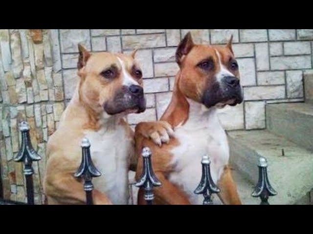 Any problems, bro? Funny videos with Pitbull Dogs