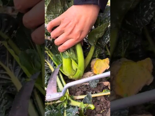 Harvesting vegetables in a small garden #satisfying