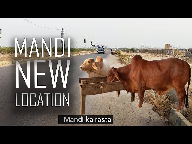 New Mandi Location | Maweshi Mandi ka Rasta | Northern bypass Karachi mandi 2023