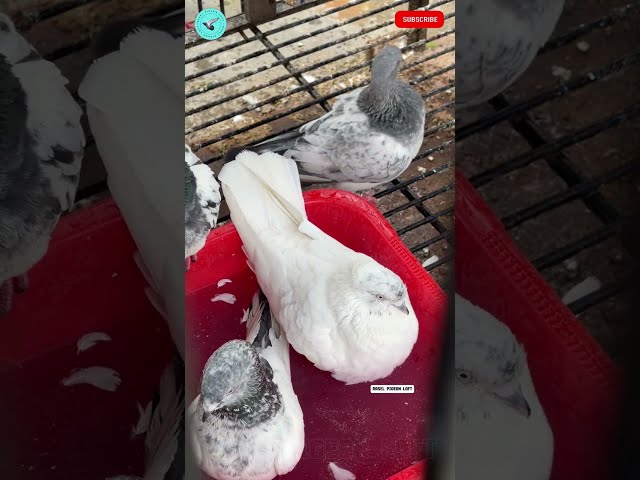 কবুতরকে গরমে ঠান্ডা রাখার উপায় | Pigeon's care in the summer day's