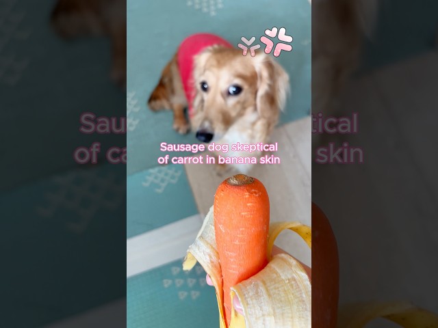 Sausage dog thinks the banana is sus #foryou #shorts #dachshund #doxie #adorabledog #doglover #dog