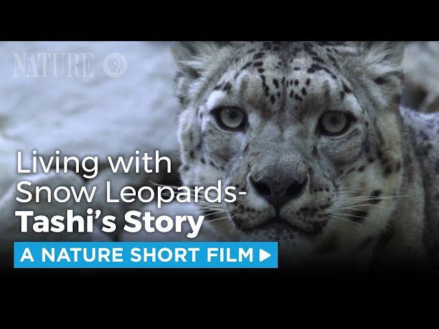 Living with Snow Leopards | A NATURE Short Film