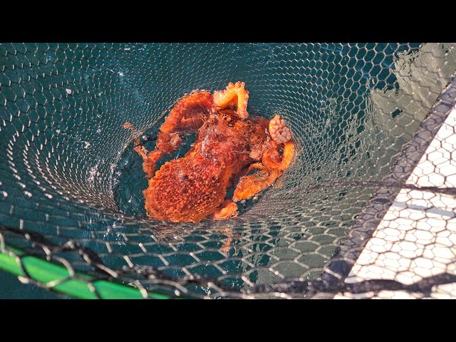 Neah Bay Fishing 2023 -  Giant Octopus!