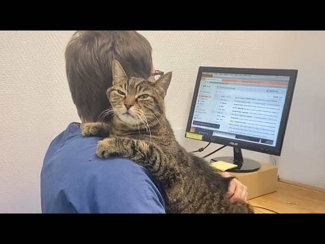 When Your Cat Is A Pro At Vet Visits! Funniest Cat Reaction