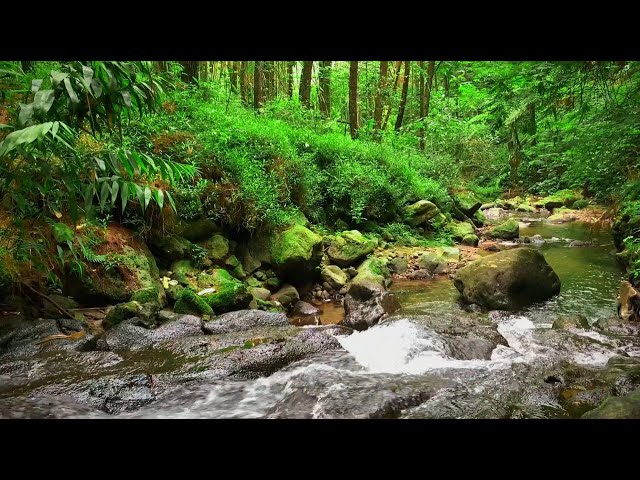 Flowing River Sounds for Stress Relief & Mental Clarity | Relaxing Water