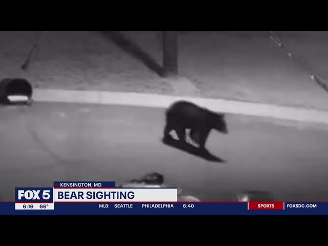 Bear caught on camera going through trash in Kensington neighborhood | FOX 5 DC