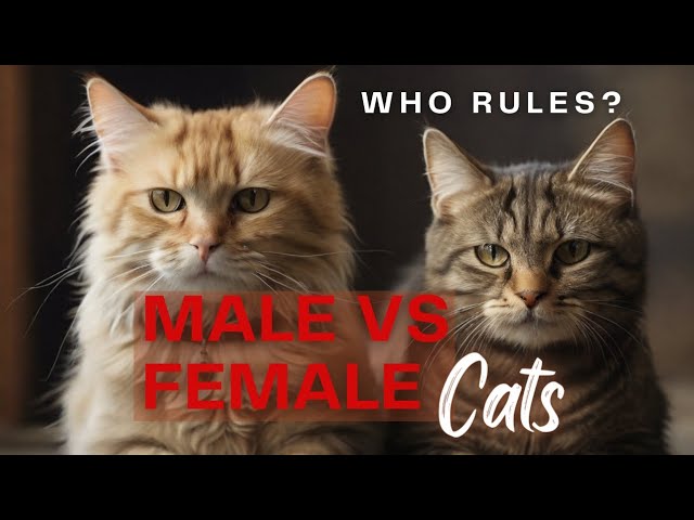 Feline Face-off: Male vs Female Cats! #catfacts #catlovers #cats