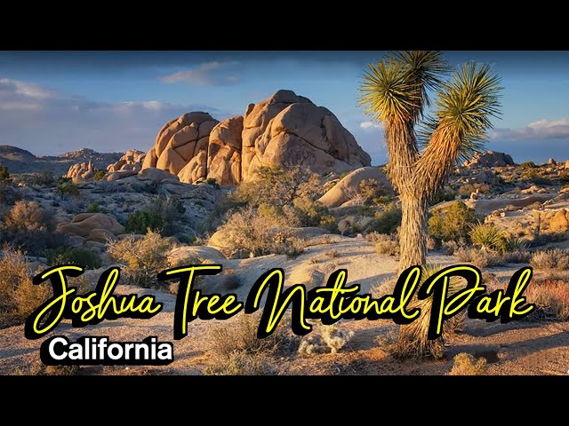 Joshua Tree National Park Driving Tour. 2024 🇺🇸 Twentynine Palms, California, U.S.A, Travel [4K HDR]