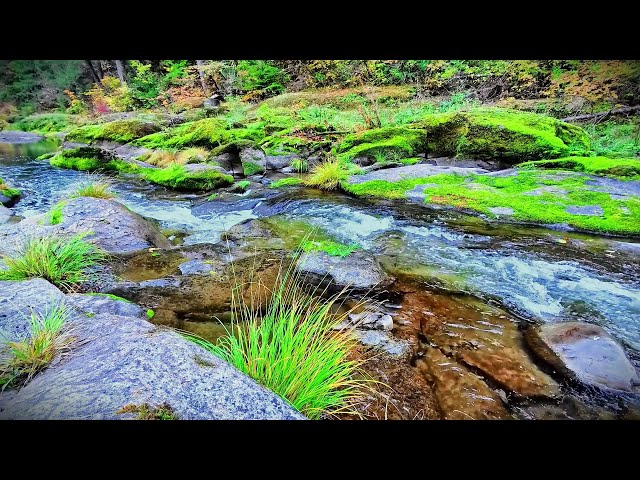 Babbling Brook Lullaby | Calming Water Sounds for Sleep & Relaxation, Nature sounds, white noise