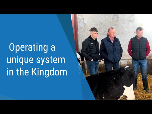 Dairy Focus: Operating a unique system in the Kingdom