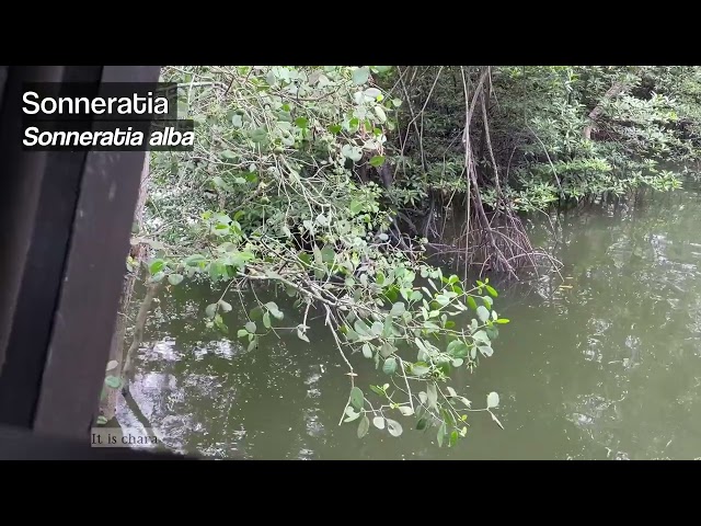 Into the World of Mangroves