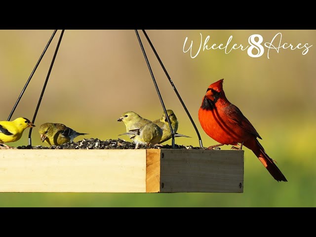 LIVE Bird Feeder Camera - NE Alabama 24/7 - Wheeler8Acres